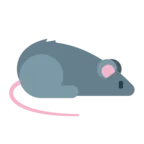 Sıçan