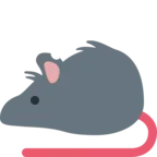 Sıçan