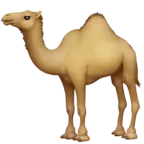 Одногорбый верблюд (дромадер)