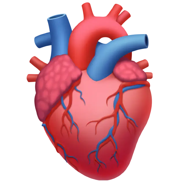 Anatomiczne serce