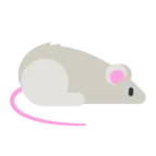 쥐