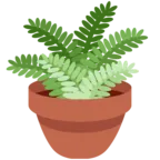 Комнатное растение в горшке