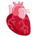 Corazón anatómico