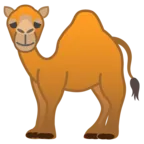Camelo dromedário