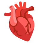 Corazón anatómico