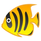 Pesce tropicale
