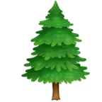 örökzöld fa